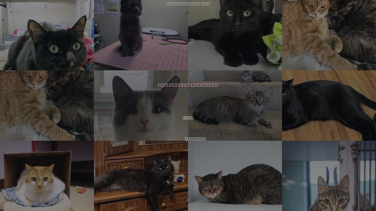 Cats for Adoption in Eagan, Minnesota