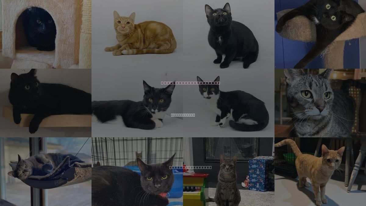 Cats for Adoption in East Lansing, Michigan