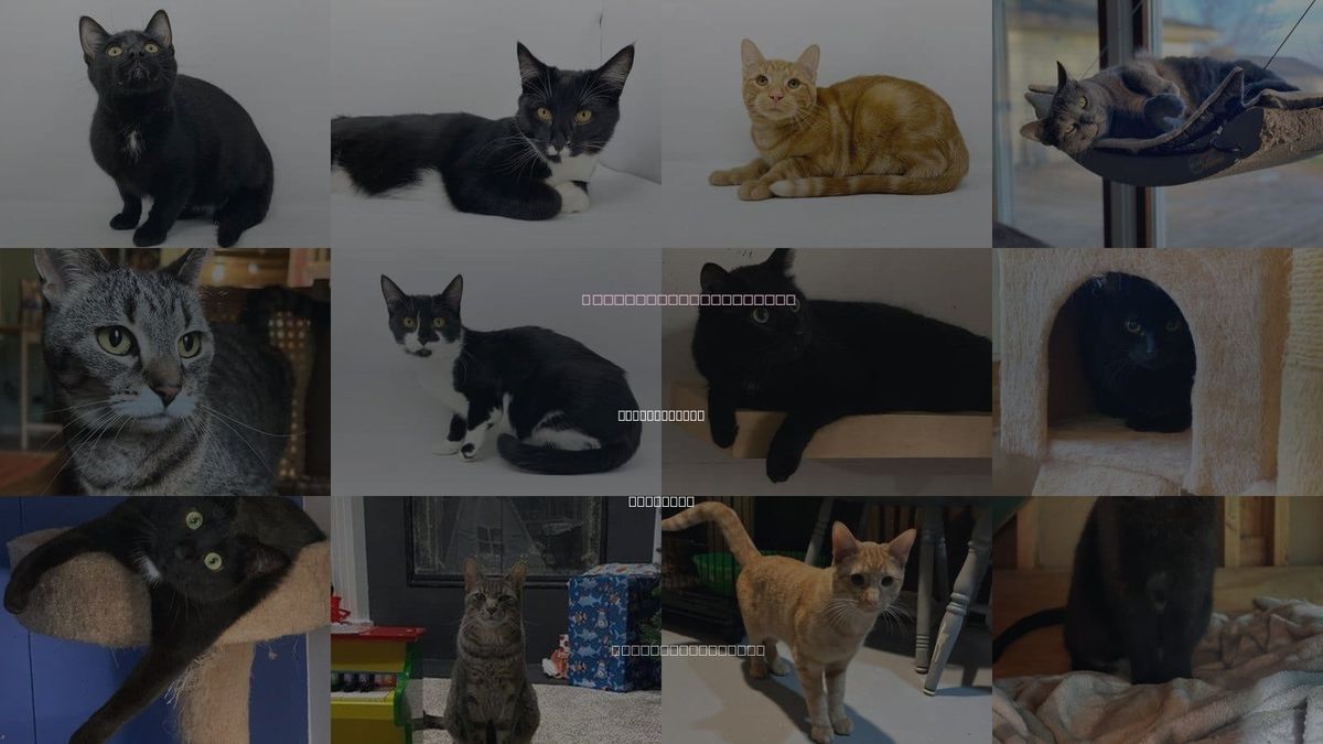 Cats for Adoption in East Lansing, Michigan