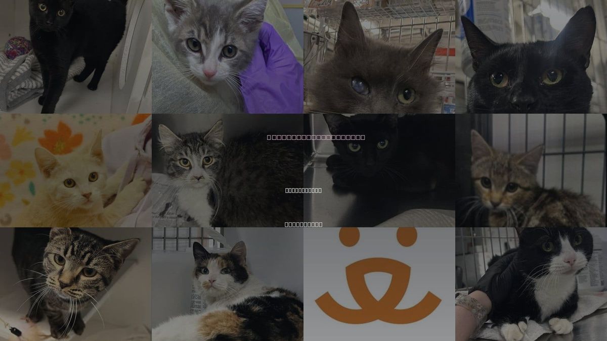 Cats for Adoption in East Orange, New Jersey