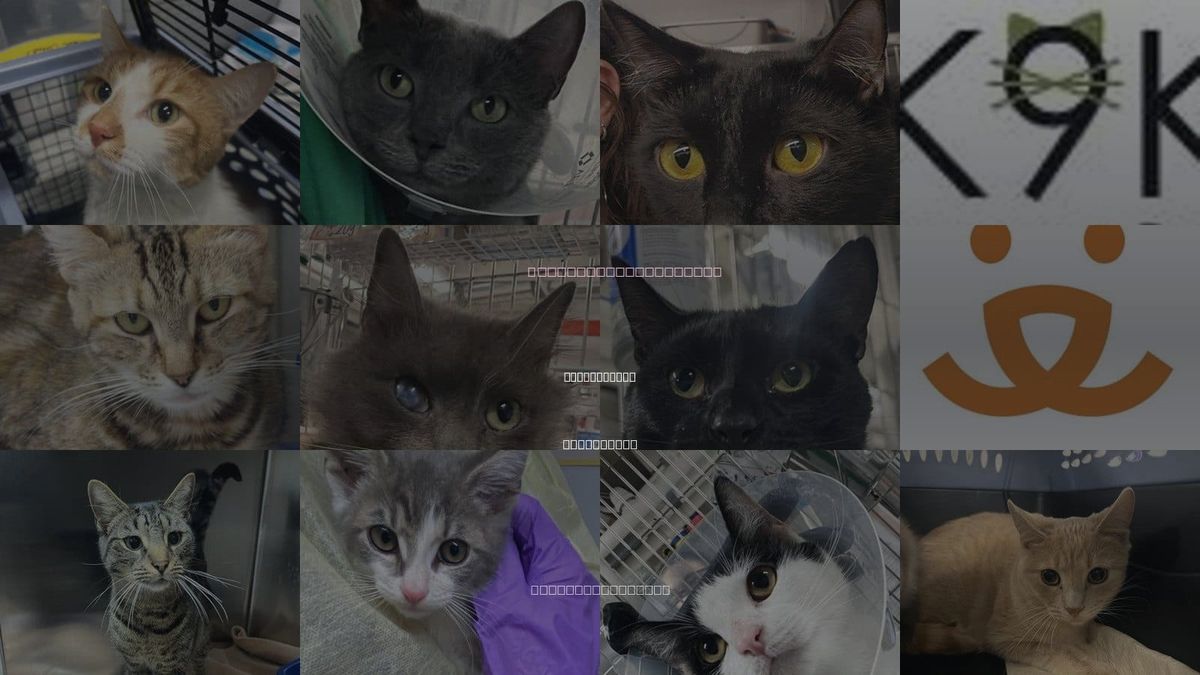 Cats for Adoption in East Orange, New Jersey