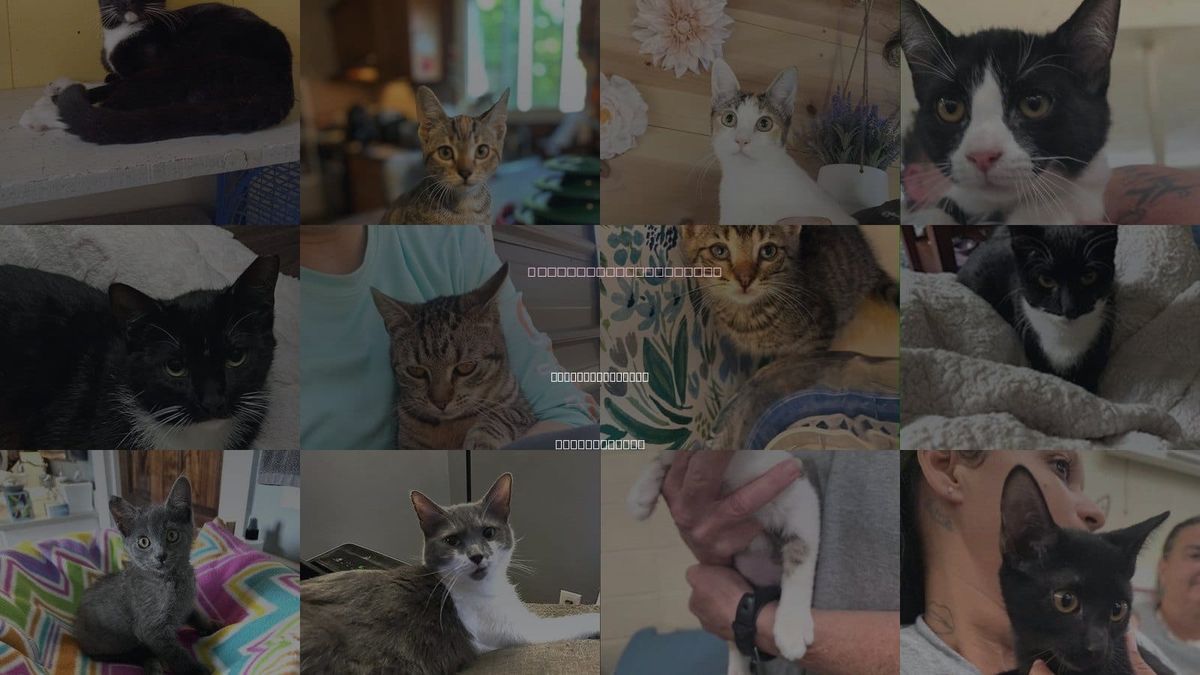 Cats for Adoption in East Providence, Rhode Island