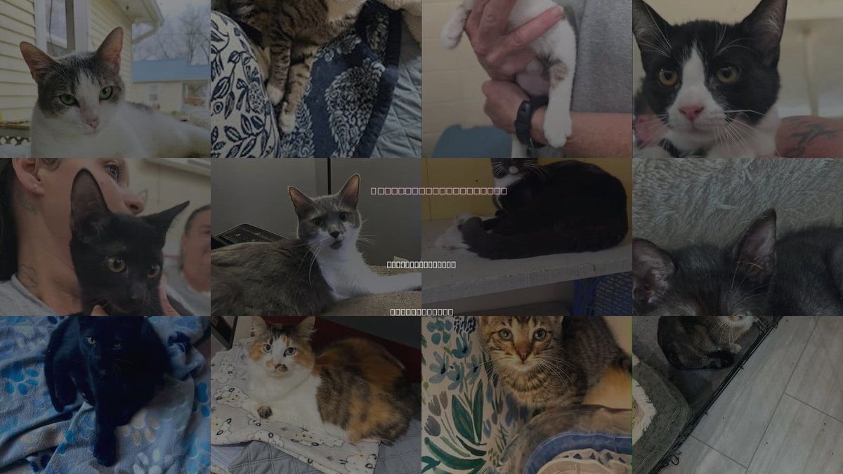 Cats for Adoption in East Providence, Rhode Island