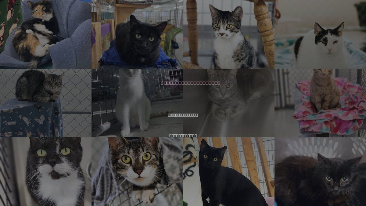 Cats for Adoption in East Smithfield, Pennsylvania