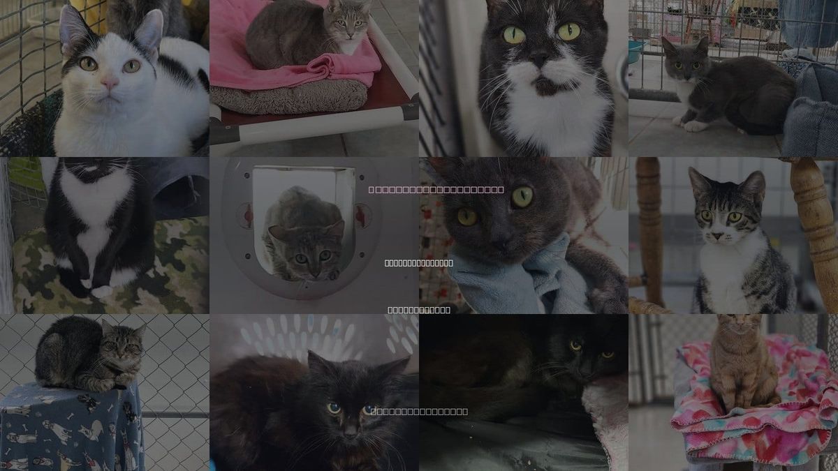 Cats for Adoption in East Smithfield, Pennsylvania