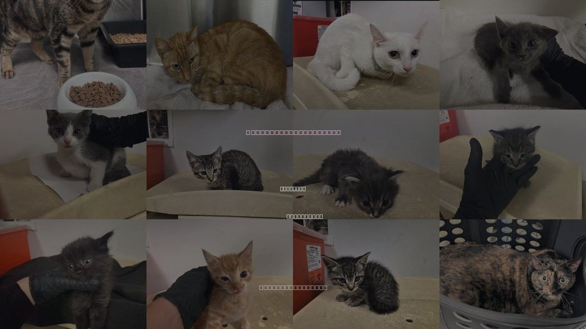 Cats for Adoption in Eastvale, California