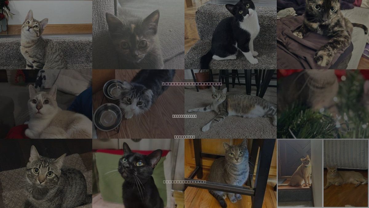 Cats for Adoption in Eden Prairie, Minnesota