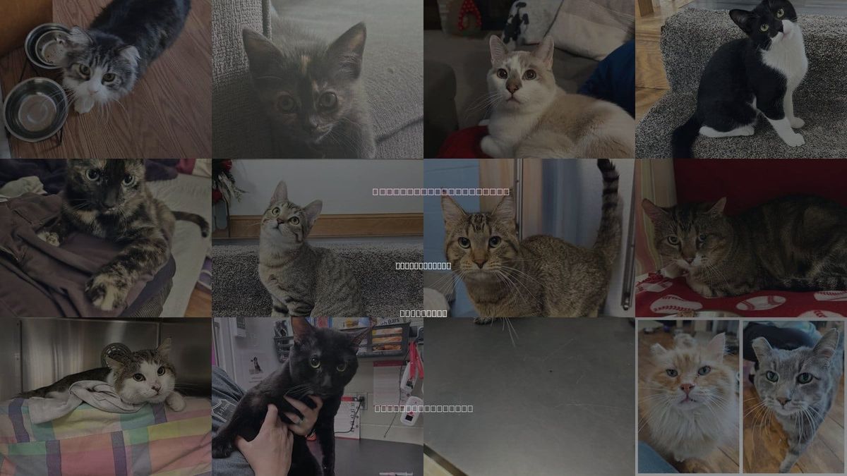 Cats for Adoption in Eden Prairie, Minnesota