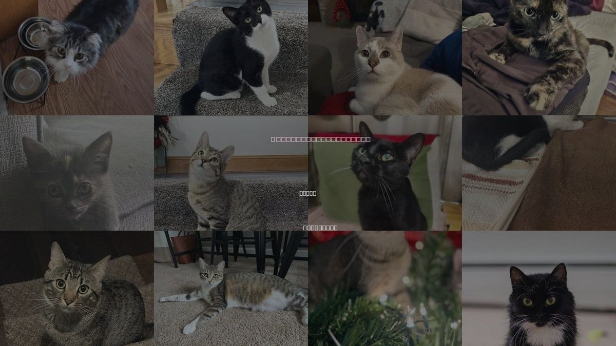 Cats for Adoption in Edina, Minnesota