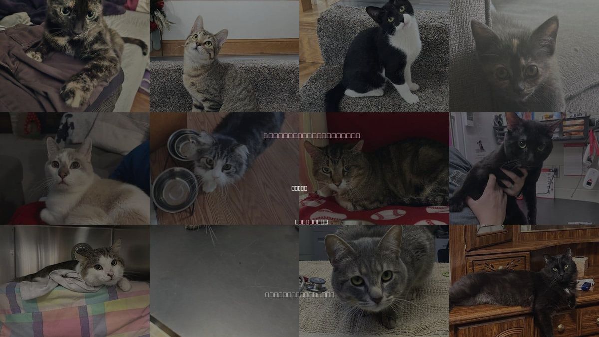 Cats for Adoption in Edina, Minnesota
