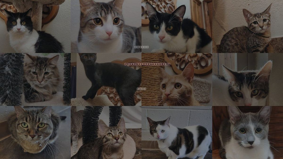 Cats for Adoption in Edmond, Oklahoma