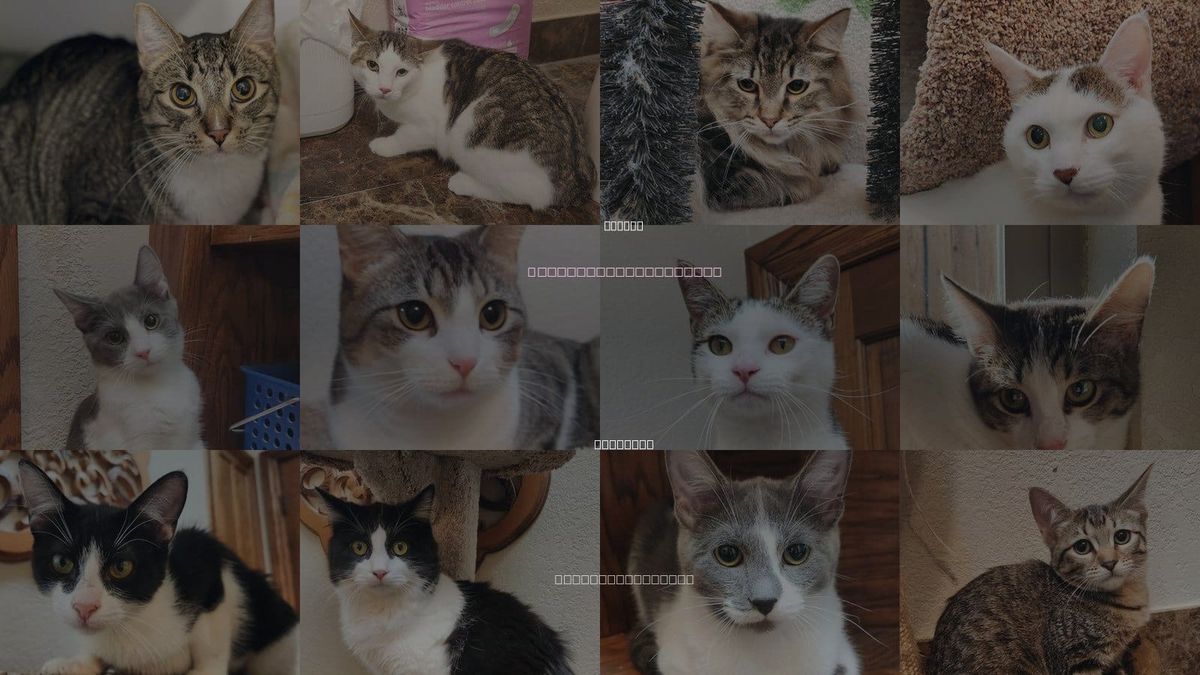Cats for Adoption in Edmond, Oklahoma