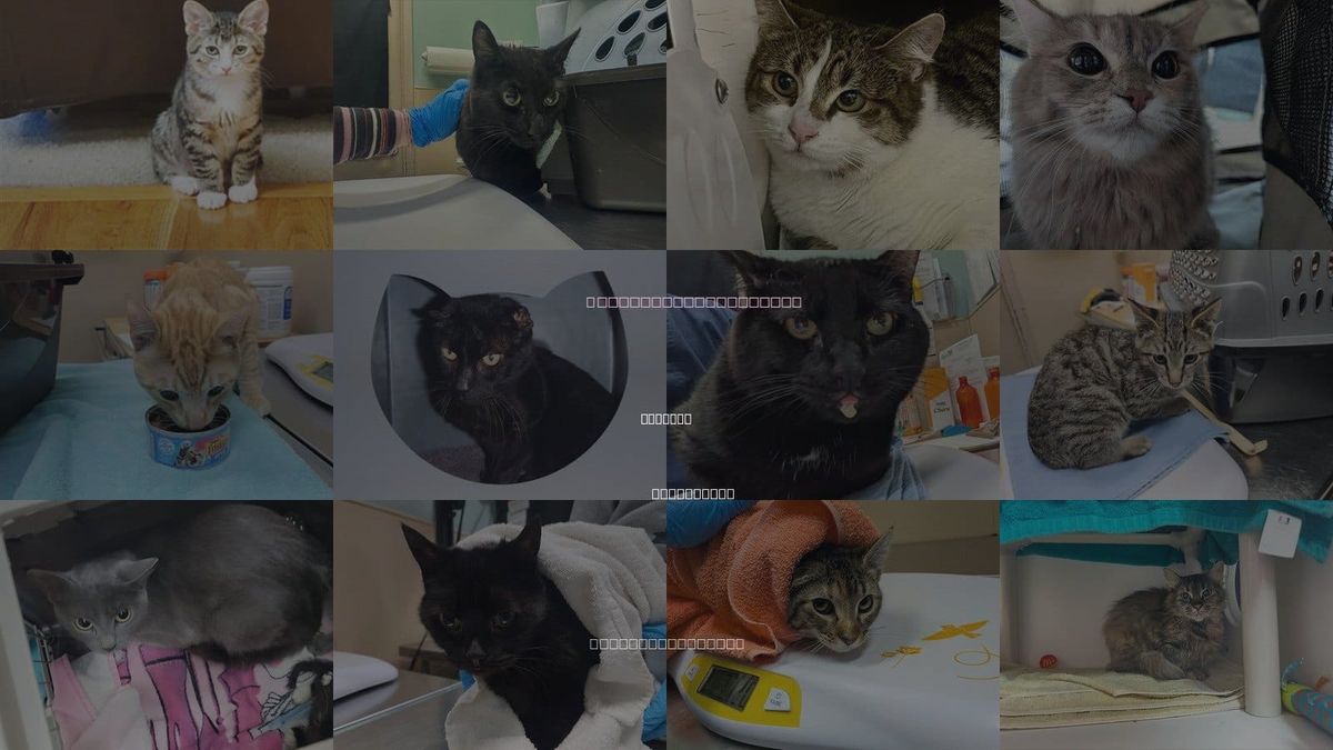 Cats for Adoption in Edmonds, Washington