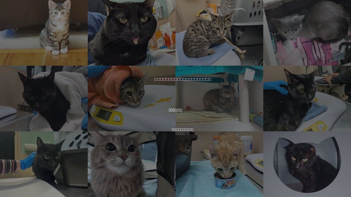 Cats for Adoption in Edmonds, Washington