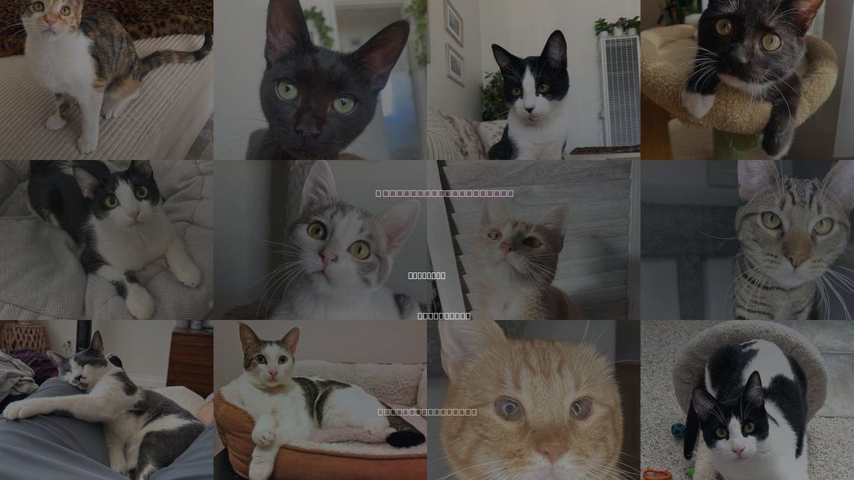 Cats for Adoption in El Cajon, California