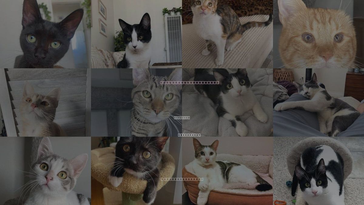 Cats for Adoption in El Cajon, California