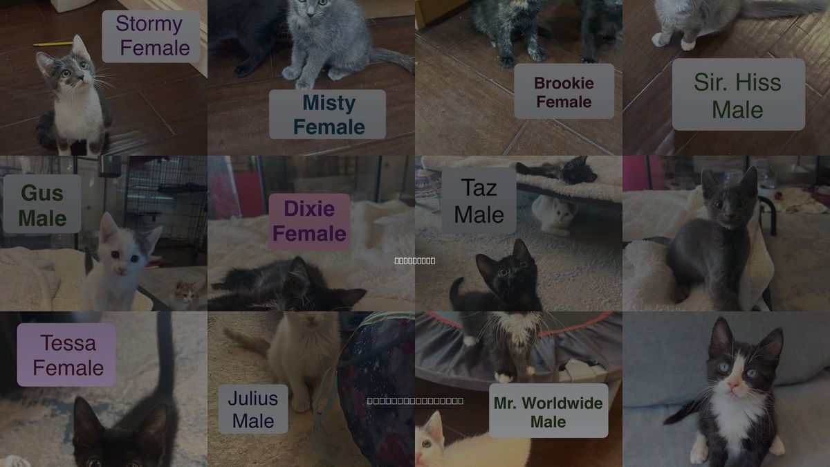 Cats for Adoption in El Centro, California