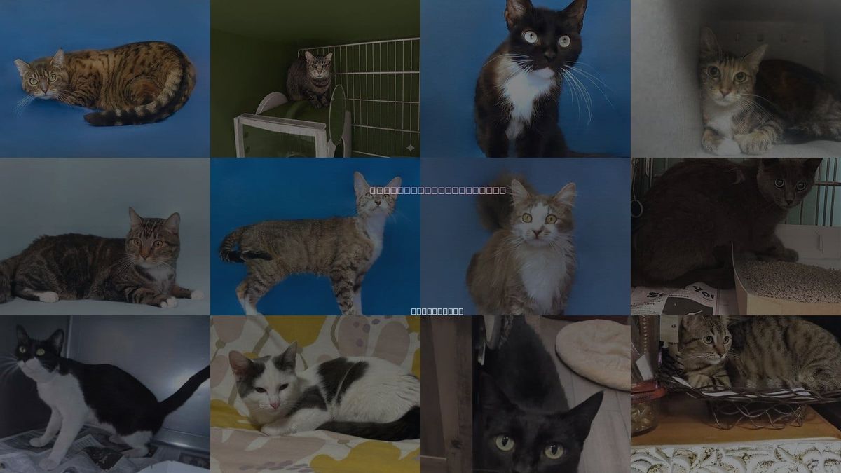 Cats for Adoption in El Monte, California