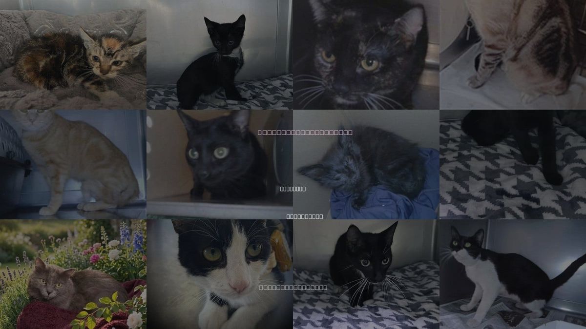 Cats for Adoption in El Monte, California