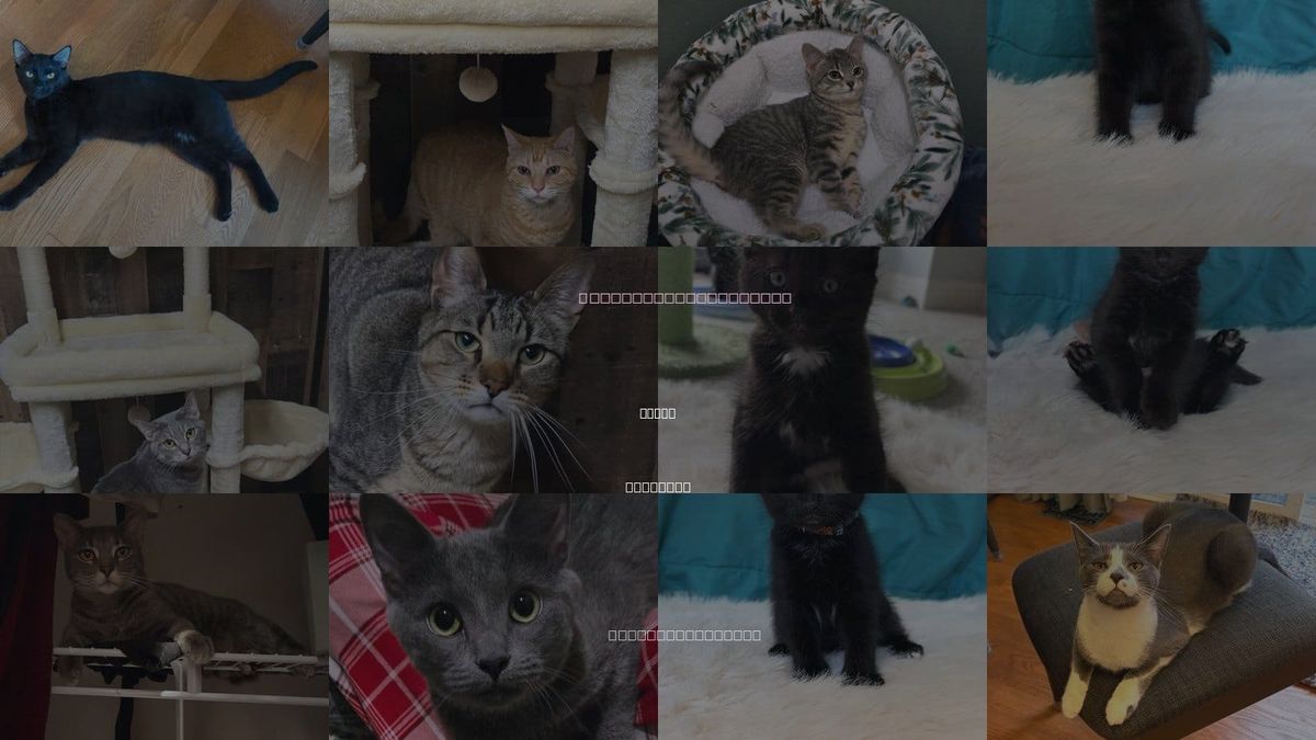 Cats for Adoption in Elgin, Illinois