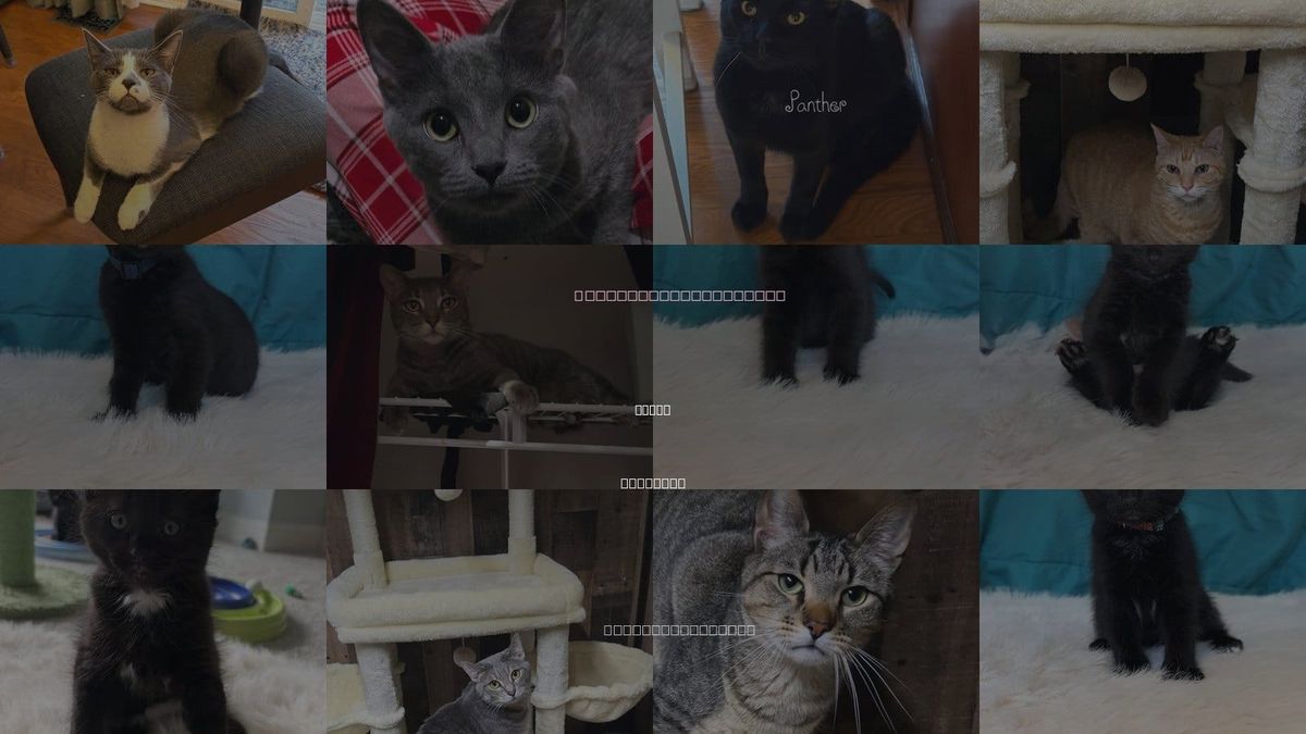 Cats for Adoption in Elgin, Illinois