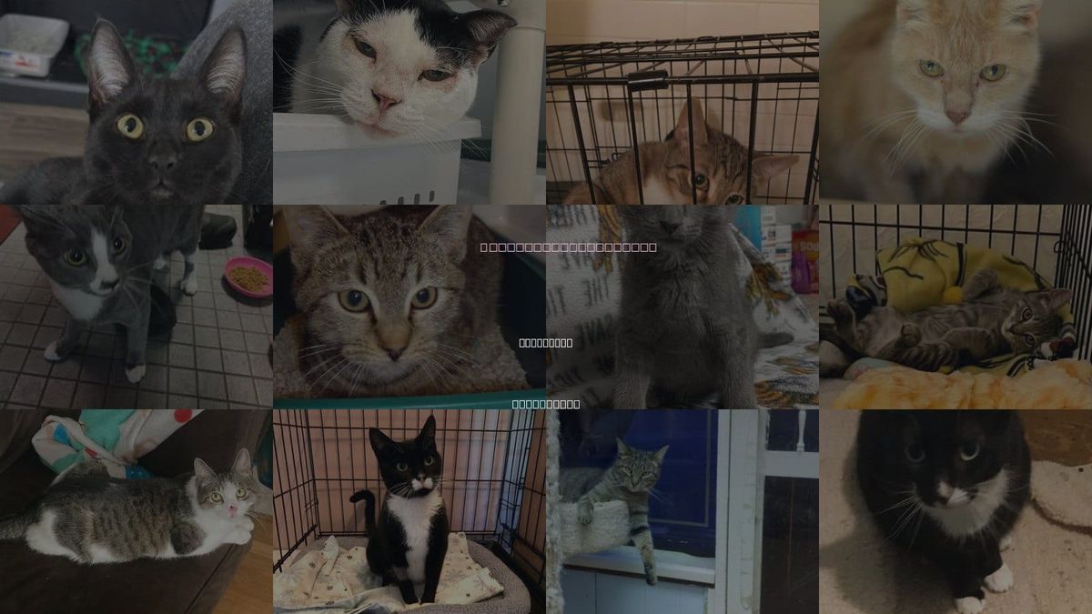 Cats for Adoption in Elizabeth, New Jersey