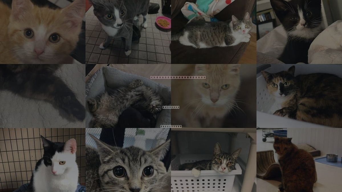 Cats for Adoption in Elizabeth, New Jersey
