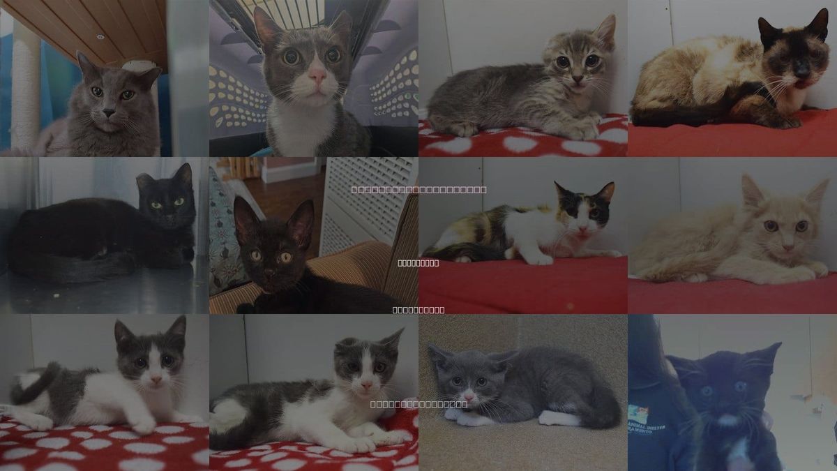 Cats for Adoption in Elk Grove, California