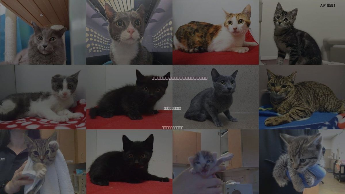 Cats for Adoption in Elk Grove, California