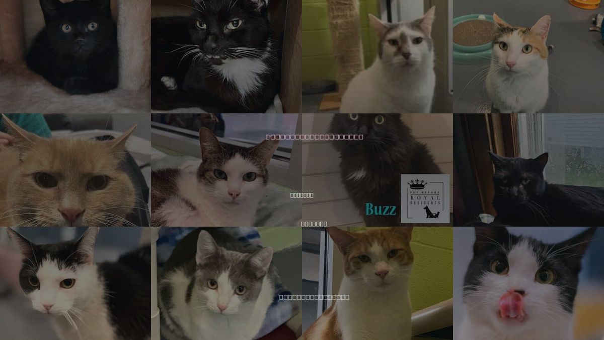 Cats for Adoption in Elkhart, Indiana