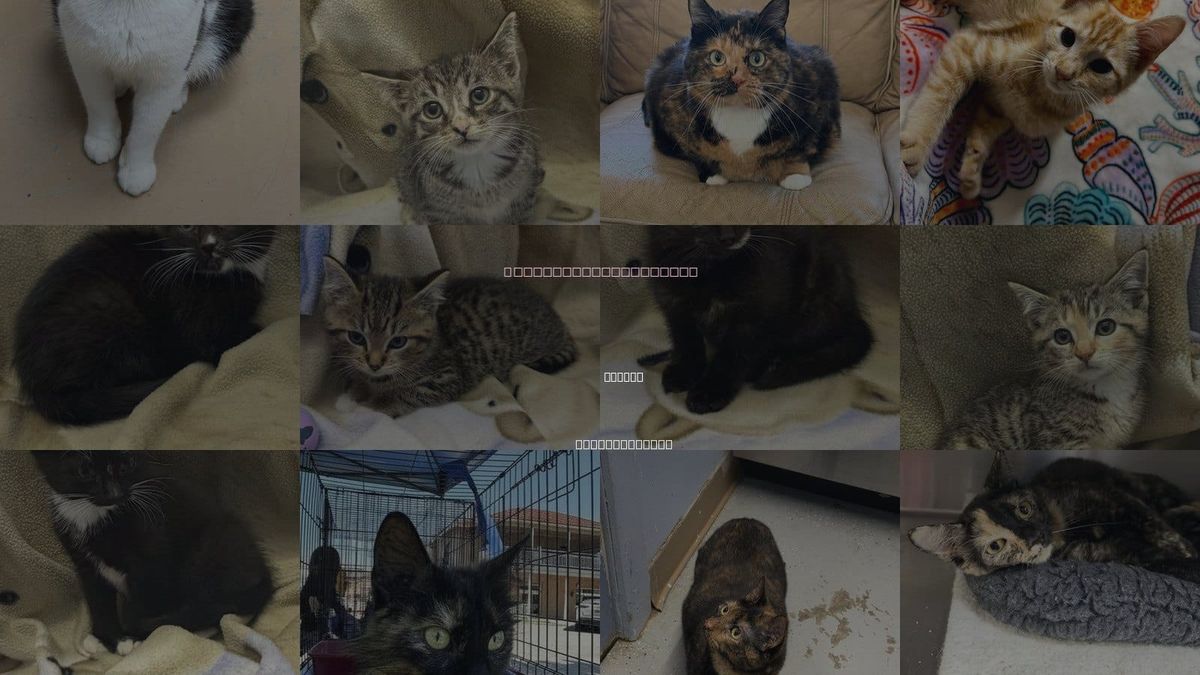Cats for Adoption in Elkins, West Virginia