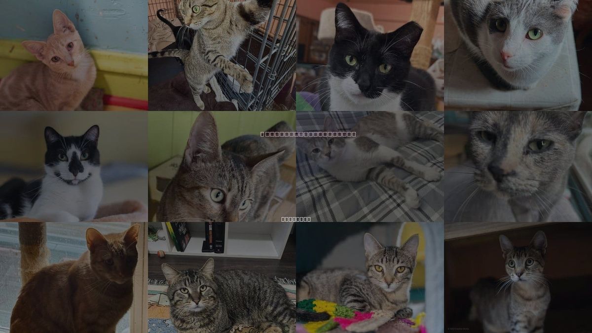 Cats for Adoption in Elmhurst, Illinois