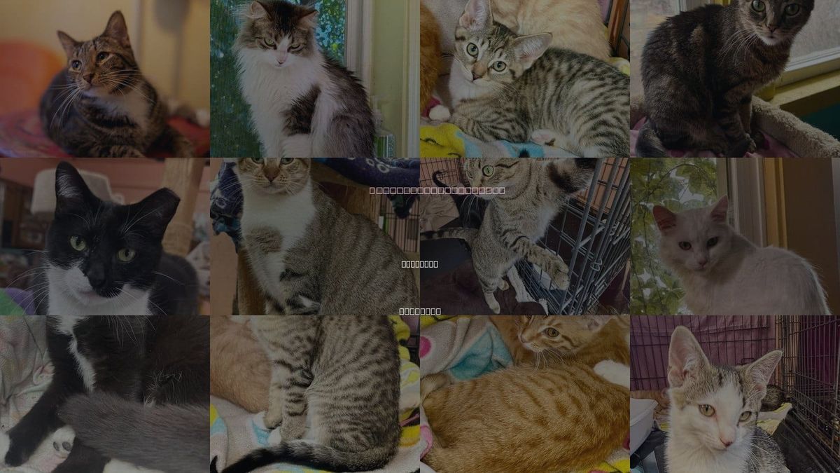 Cats for Adoption in Elmhurst, Illinois