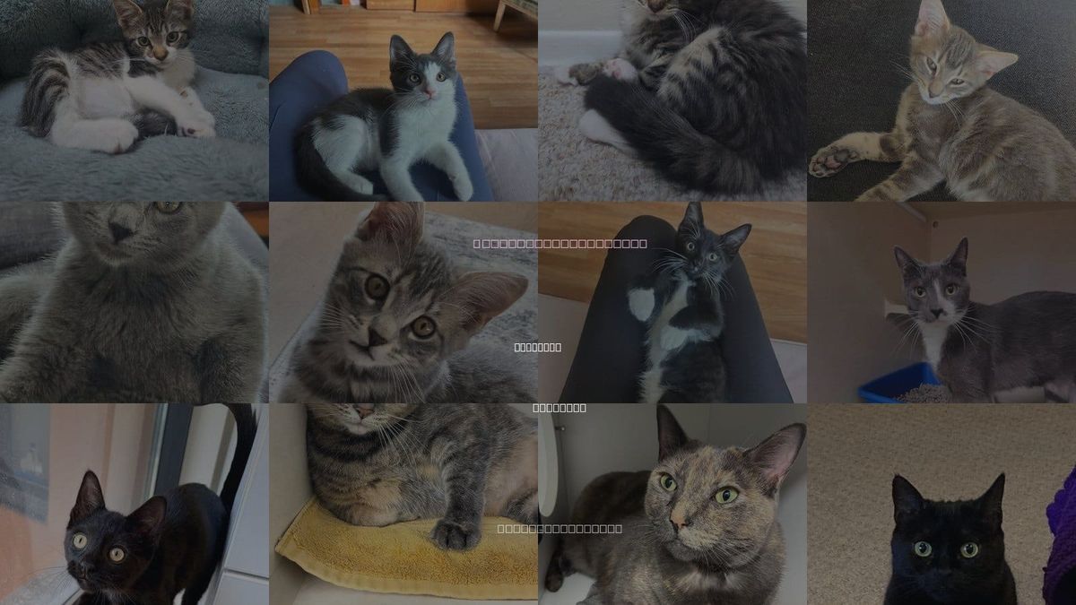 Cats for Adoption in Elmsford, New York