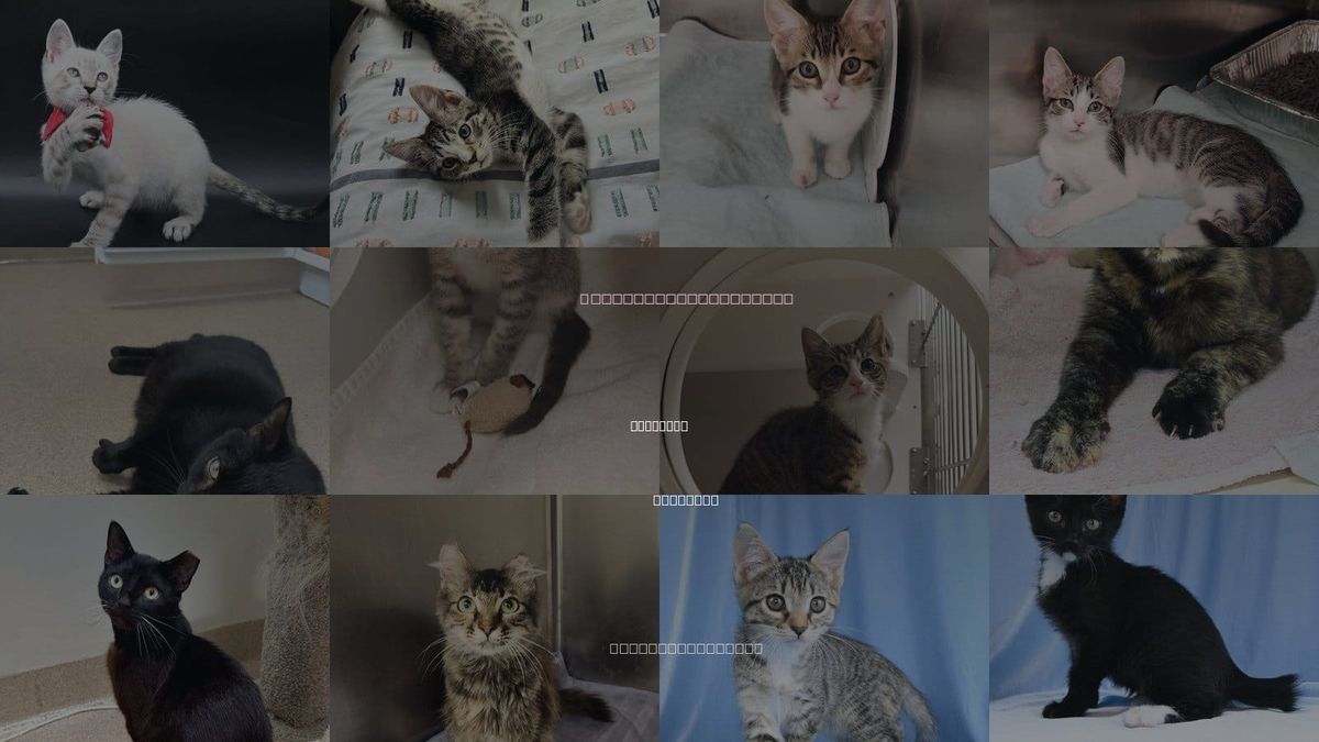 Cats for Adoption in Elmsford, New York