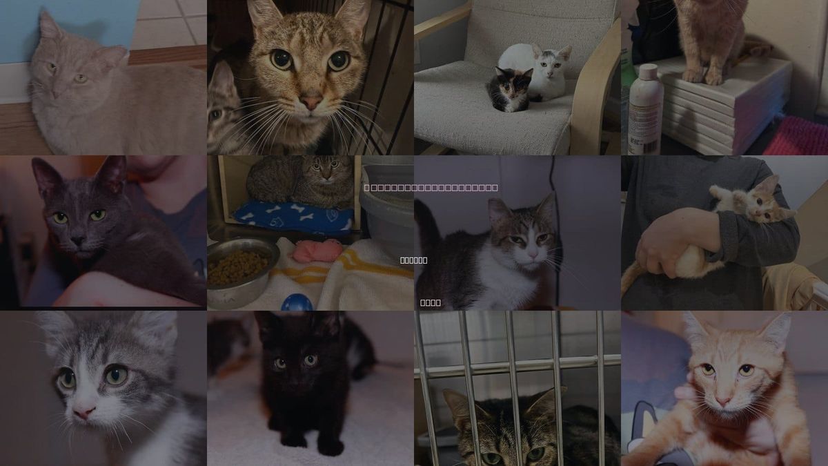 Cats for Adoption in Elyria, Ohio