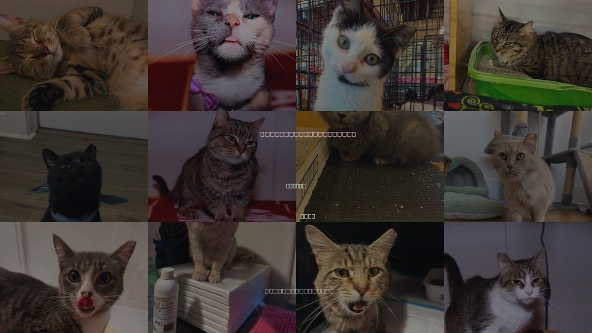 Cats for Adoption in Elyria, Ohio