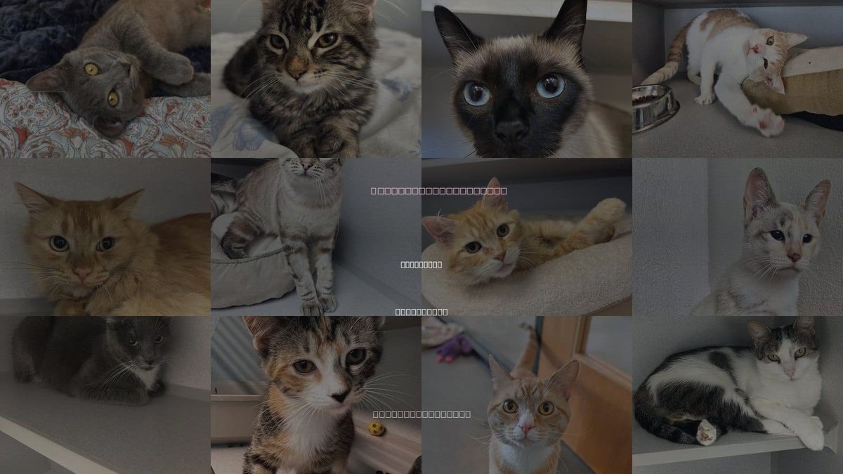Cats for Adoption in Encinitas, California
