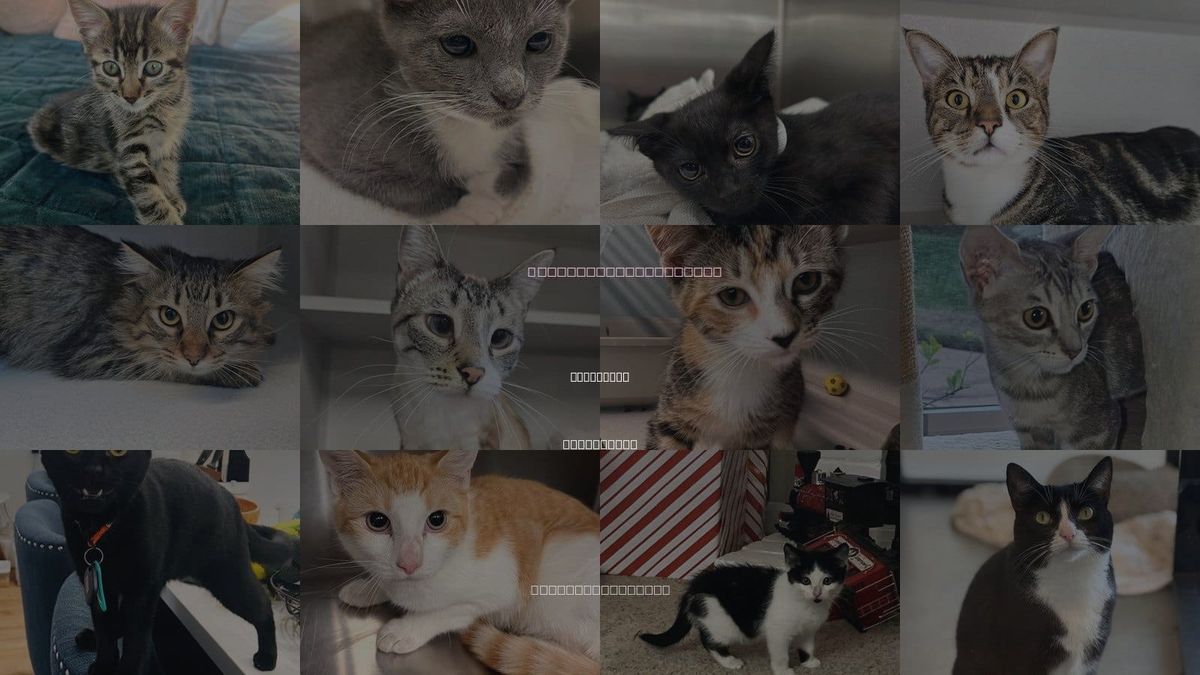 Cats for Adoption in Encinitas, California