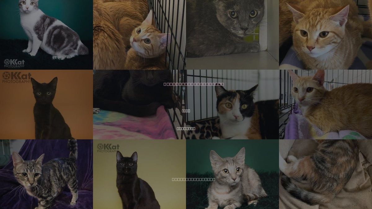 Cats for Adoption in Enid, Oklahoma