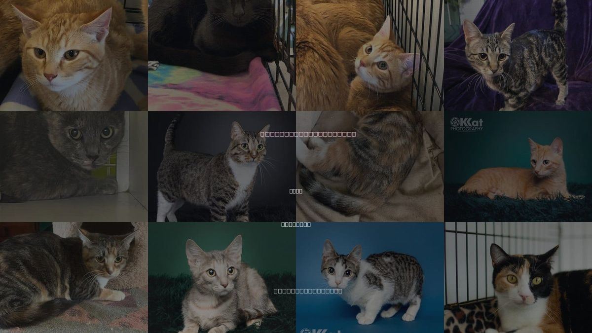 Cats for Adoption in Enid, Oklahoma