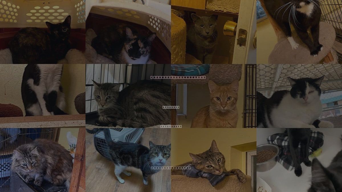 Cats for Adoption in Escondido, California