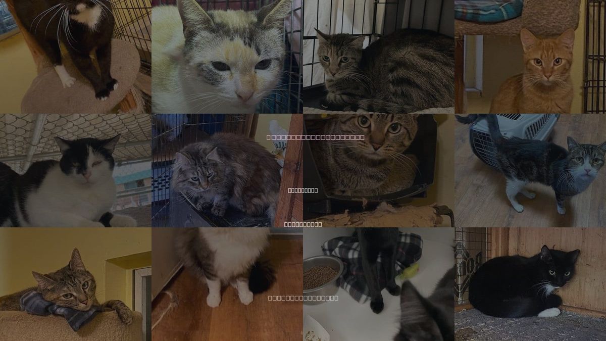Cats for Adoption in Escondido, California