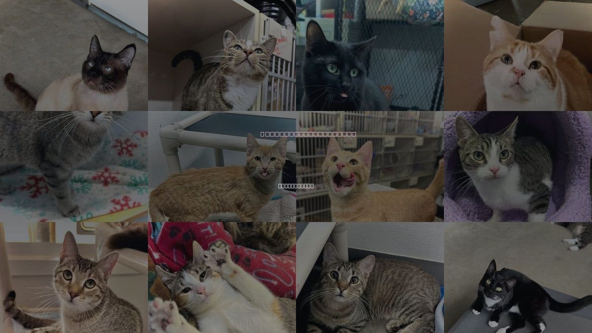 Cats for Adoption in Estherville, Iowa