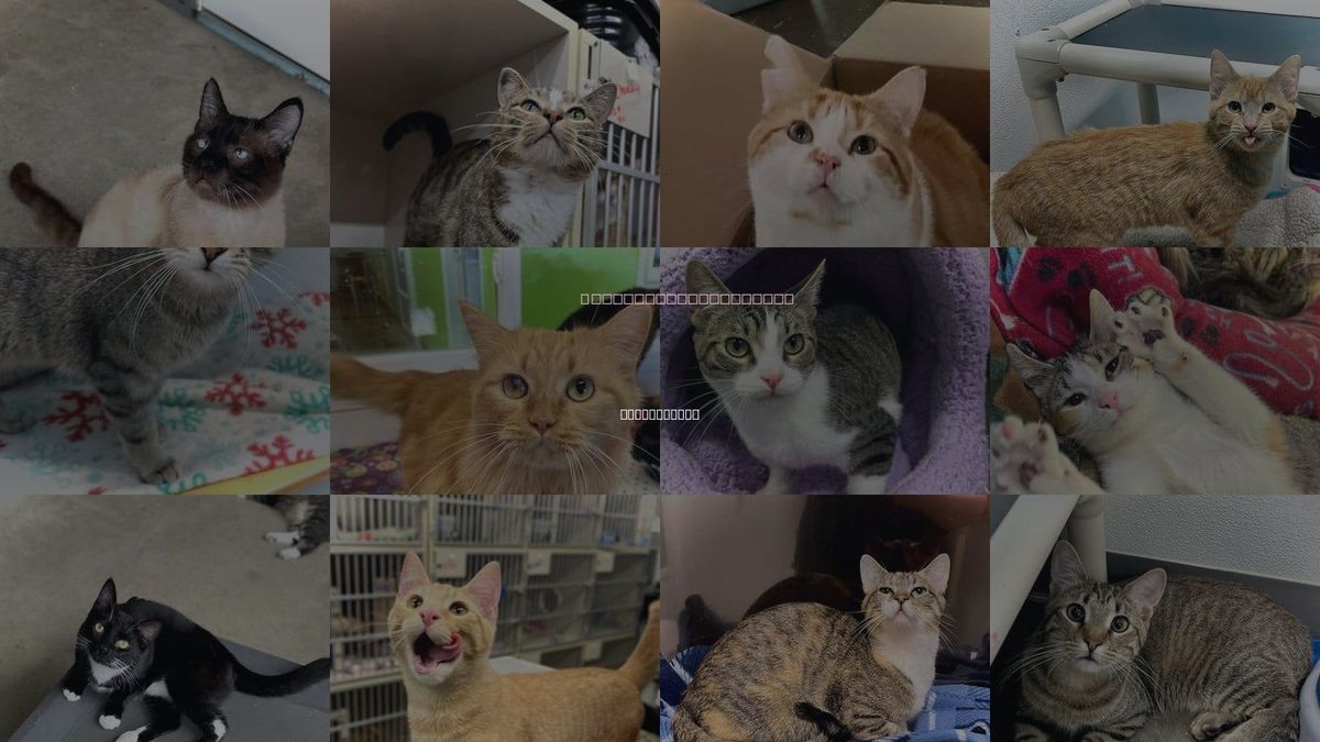 Cats for Adoption in Estherville, Iowa