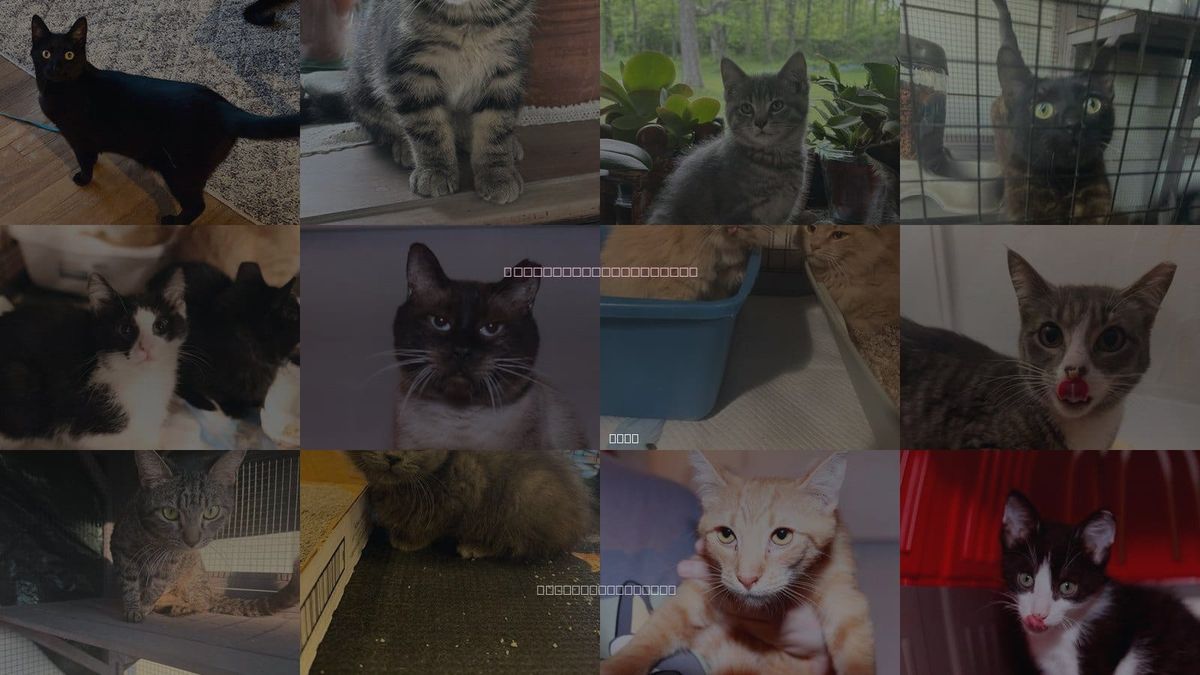 Cats for Adoption in Euclid, Ohio