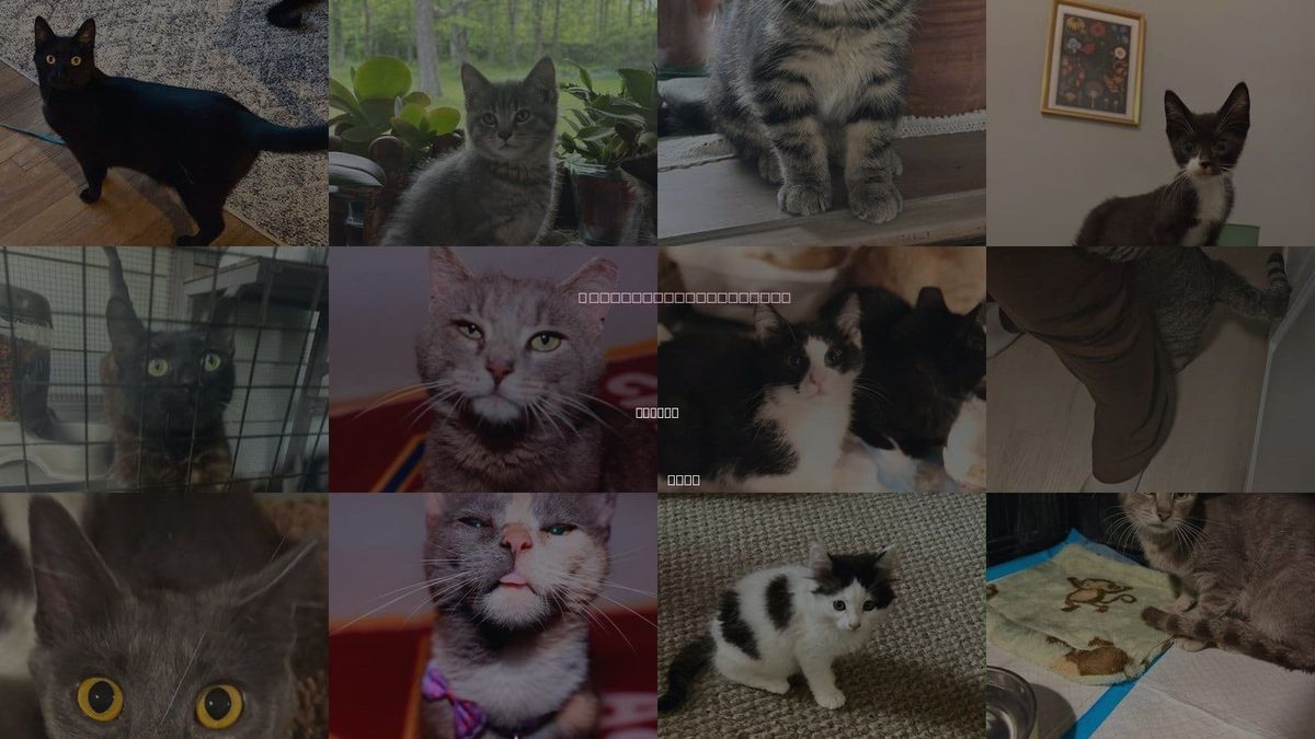 Cats for Adoption in Euclid, Ohio