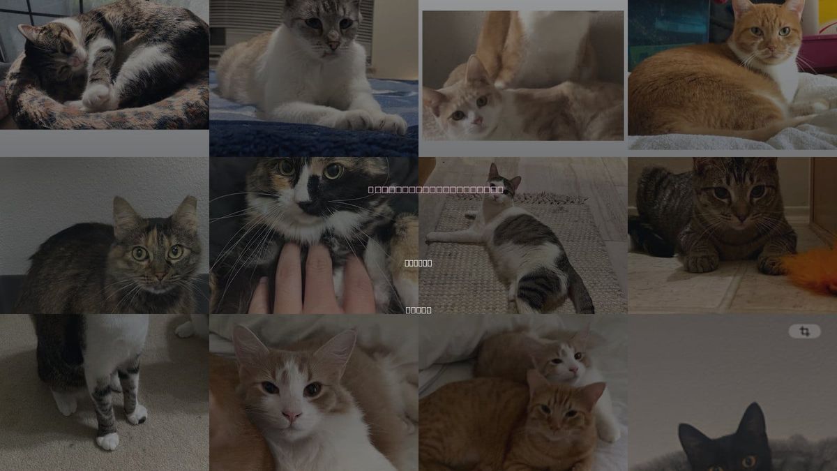 Cats for Adoption in Euless, Texas