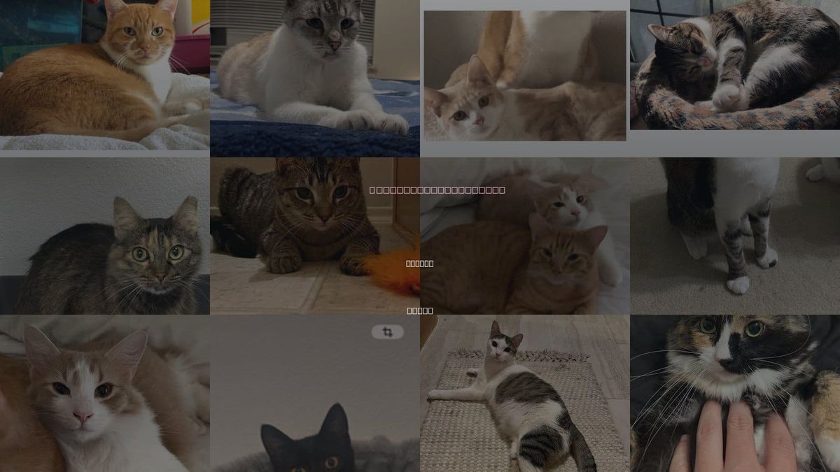 Cats for Adoption in Euless, Texas