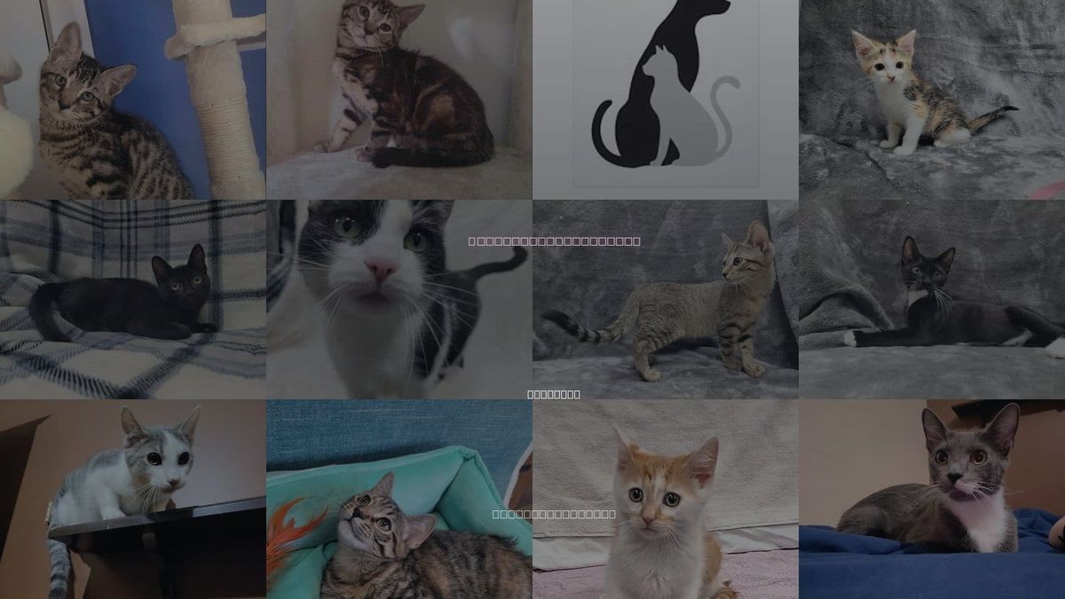 Cats for Adoption in Evanston, Illinois